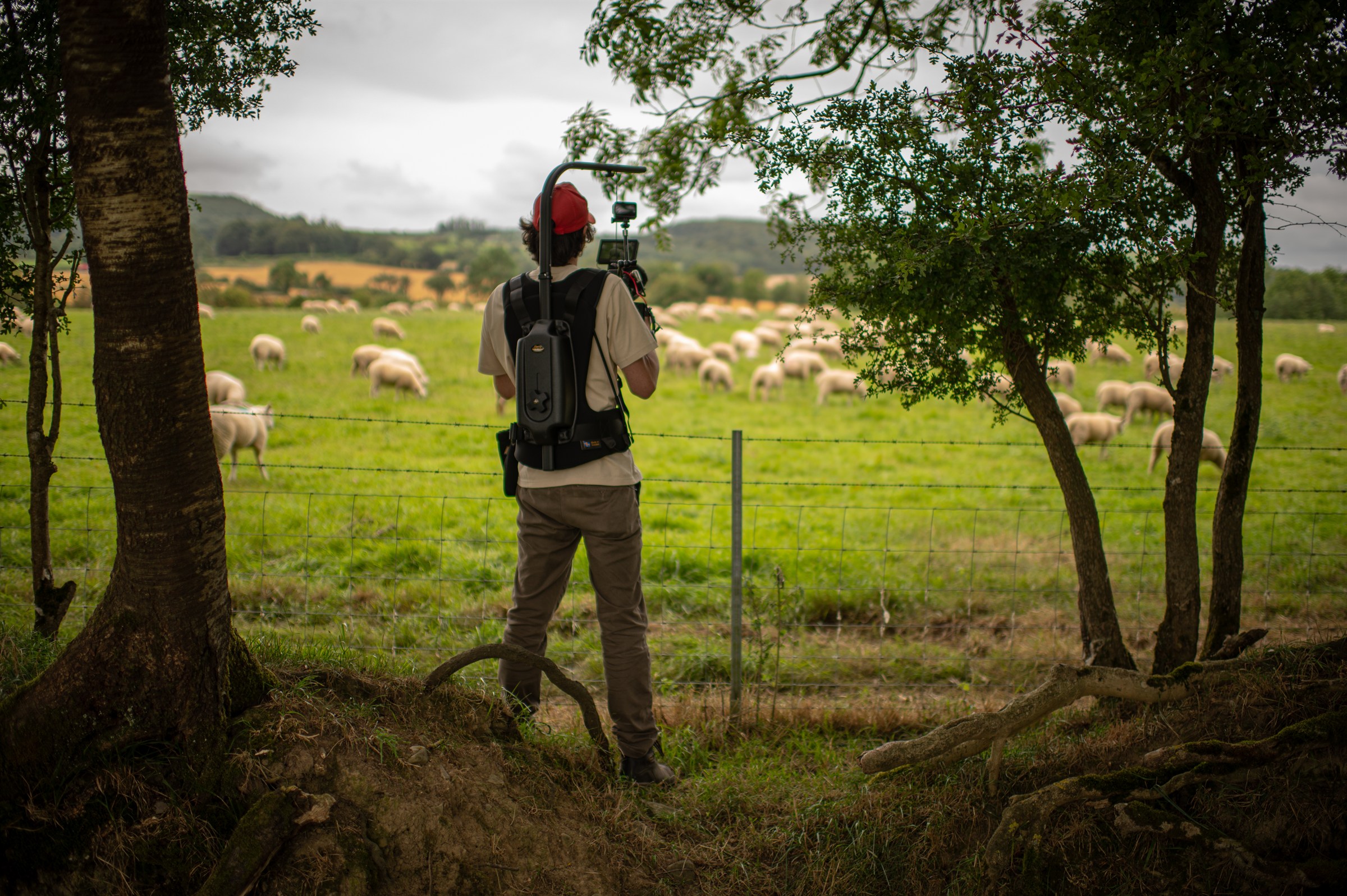 Shane Hatton filming sheep during documentary field production in Ireland