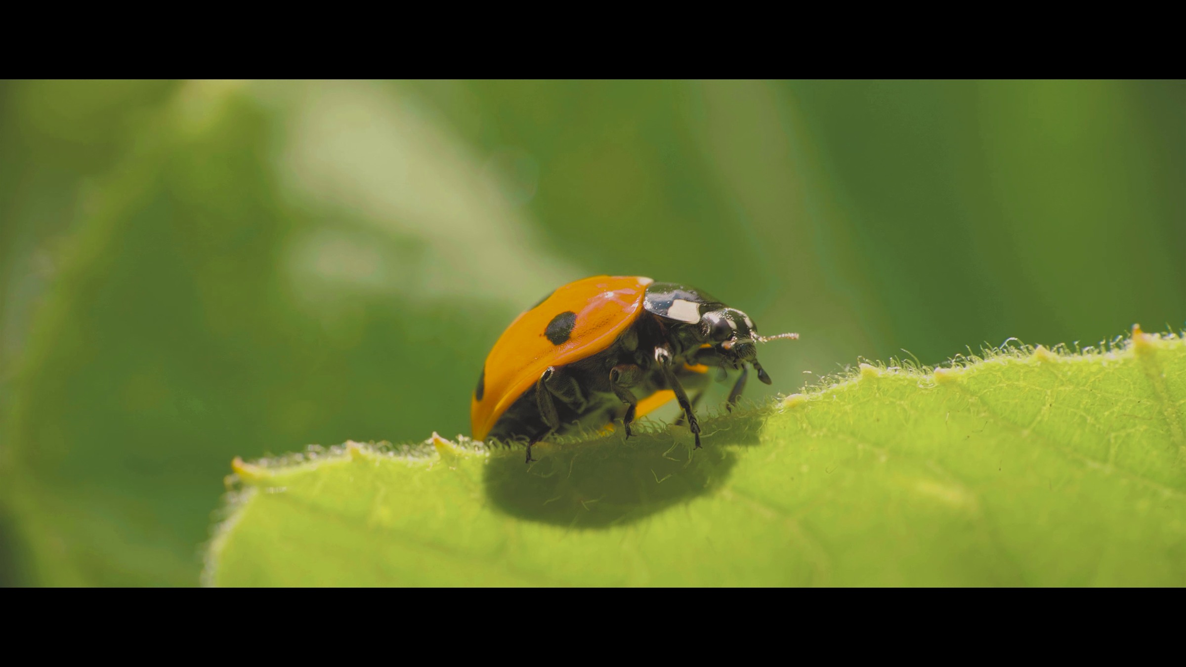 A ladybird moving across a sunlit leaf in Growing in Bosco's Boots